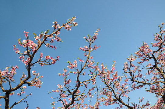 一枝花开满色春