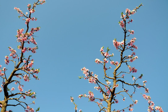 一枝花开满色春