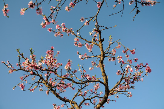 一枝花开满色春