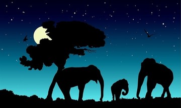 夜晚大象矢量图