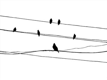 电线缆上的小鸟