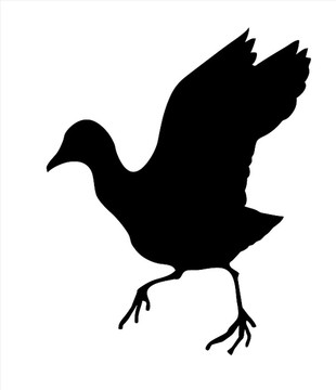 野生鳥剪影