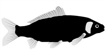 鯉魚矢量圖