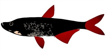 魚(yú)矢量圖
