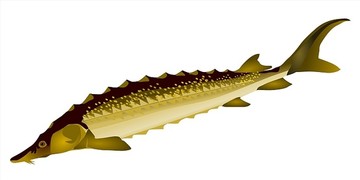 鱘魚矢量圖