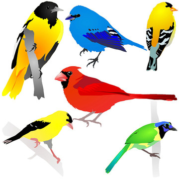 动物鸟矢量插图