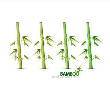 竹子插图