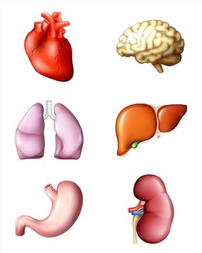 人的内部器官矢量图