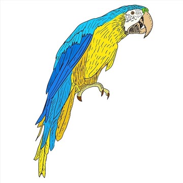 金剛鸚鵡矢量插畫