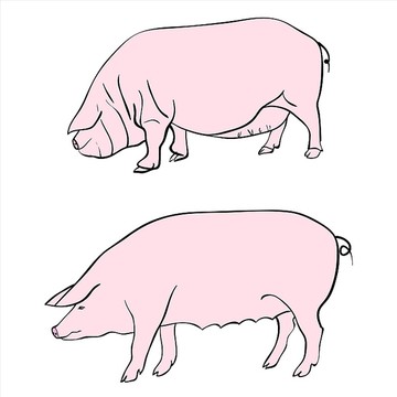 筆畫描繪豬