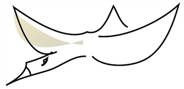 卡通動物矢量插畫