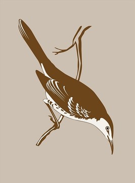動物鳥矢量插圖