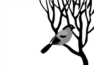红腹灰雀在树枝上