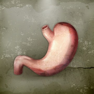 人体器官胃