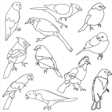 不同鸟类的矢量图