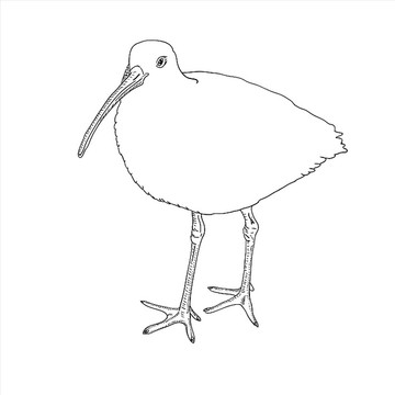白腰杓鷸鳥矢量插畫