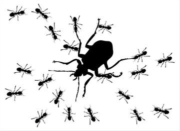 大臭虫狩猎蚂蚁矢量插画
