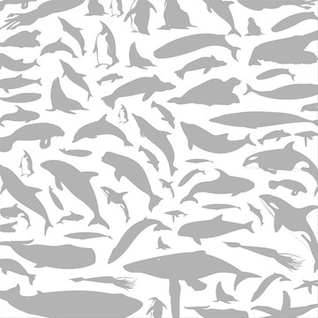海豚矢量插畫