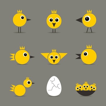 一群母鸡的黄色幼鸟