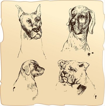 犬的手绘插画在复古风格的素描