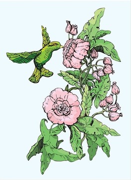 蜂鸟和花手绘草图