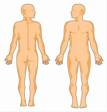 人体解剖学研究