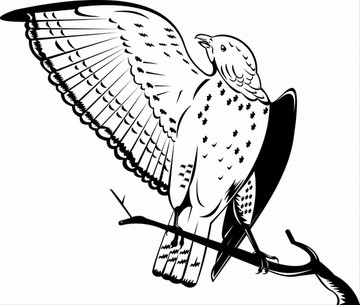 動(dòng)物插圖