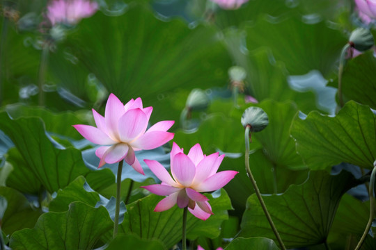 植物花卉