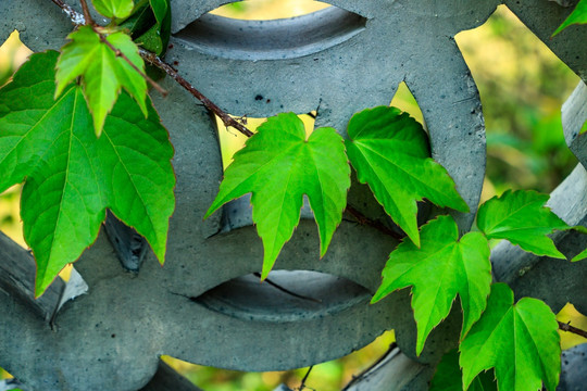 绿叶背景 植物 绿叶 青藤