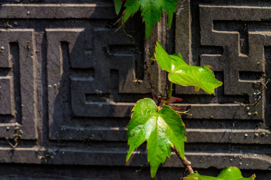 爬墙虎 植物 树叶 藤条 青藤