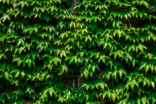 绿植墙 植物墙 背景墙