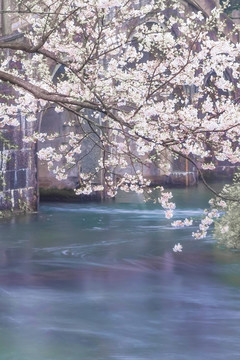 太子湾樱花