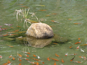 鱼池 