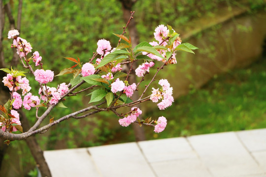 樱花