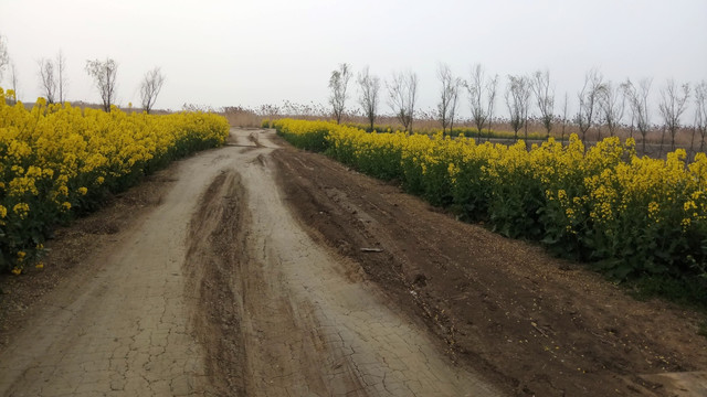 土路边油菜