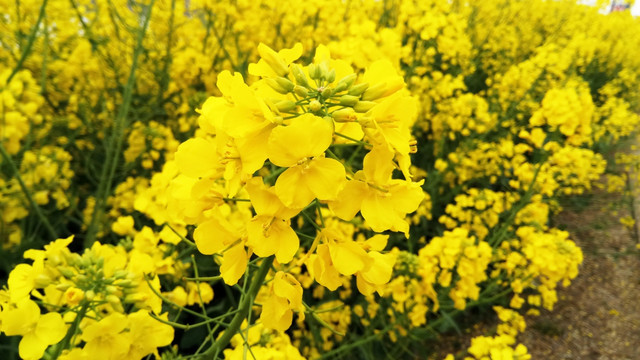 油菜花特写