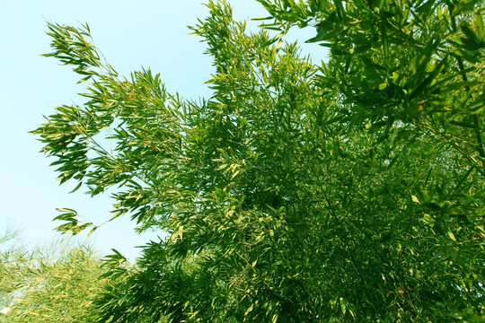 竹子 竹林 竹