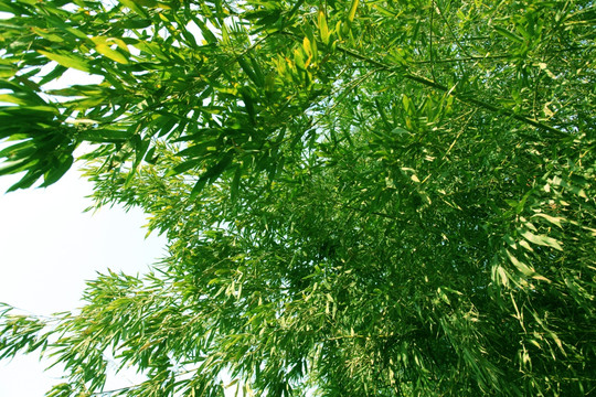 竹子 竹林 竹子圖片