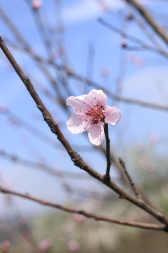 桃花