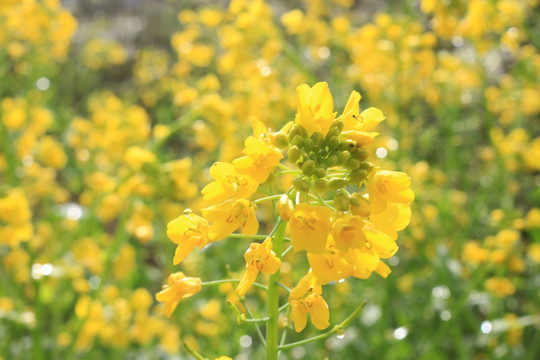 油菜花