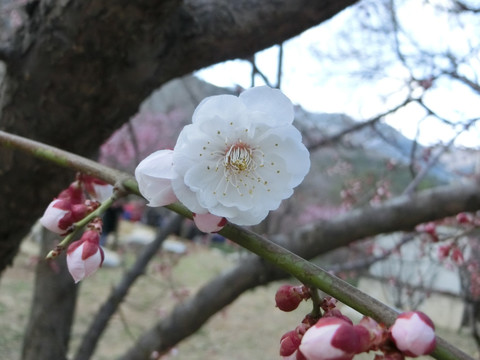 梅花