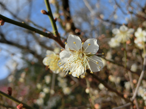 梅花