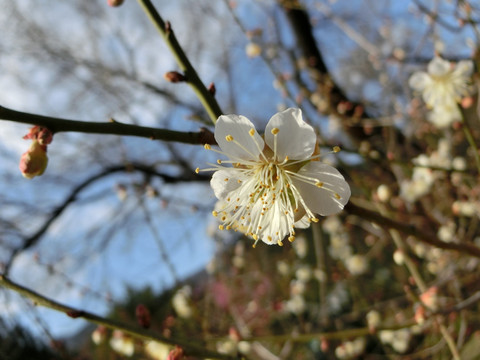 梅花