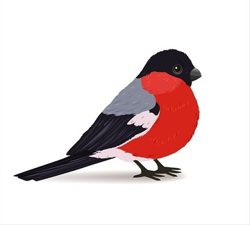 冬季紅腹灰雀插畫