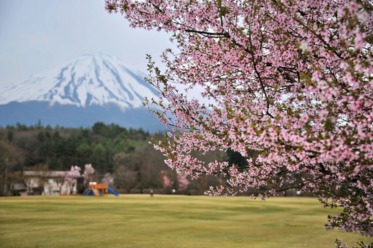 日本富士山下