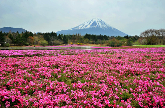 日本富士山