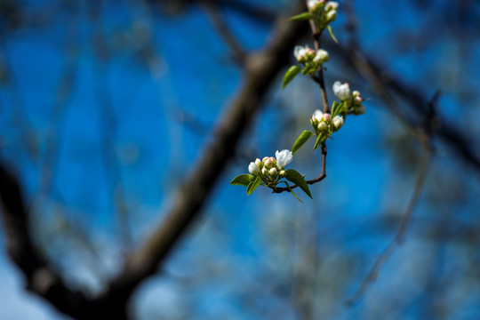 鲜花