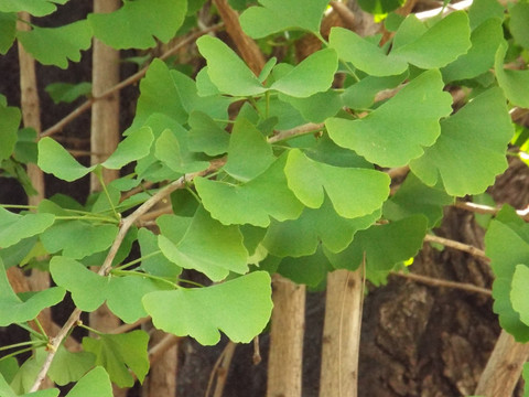 银杏树