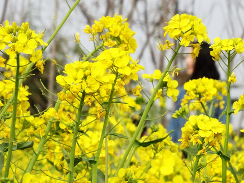 油菜花