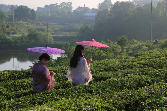 观光旅游 茶山